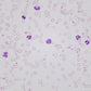 50x Infinity Plan Oil Objective - LW Scientific
