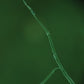 Clear fungal hyphae viewed under SoiLite manual lighting, captured using regenerative soil microscopy