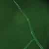 Clear fungal hyphae viewed under SoiLite manual lighting, captured using regenerative soil microscopy