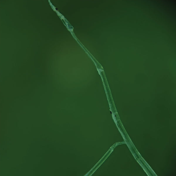 Clear fungal hyphae viewed under SoiLite manual lighting, captured using regenerative soil microscopy