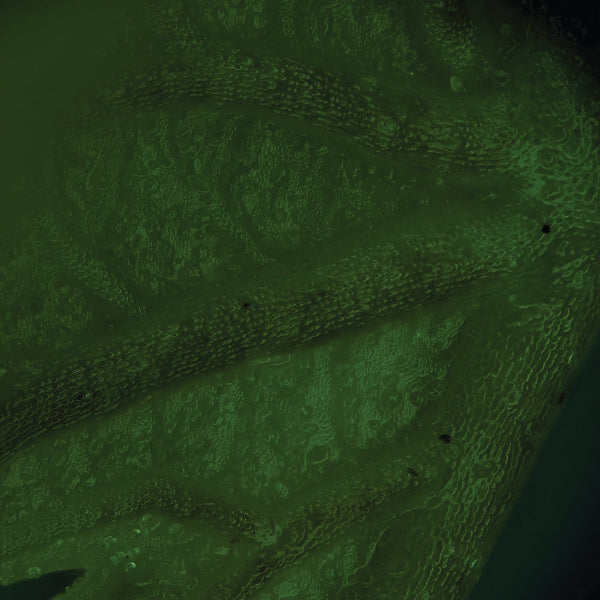 Leaf surface micrograph showing fine cell detail and cuticle texture under SoiLite illumination