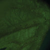 Leaf surface micrograph showing fine cell detail and cuticle texture under SoiLite illumination